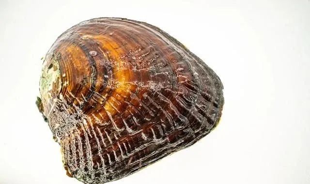 逐渐的“消失”12种河鲜，在80年代算不上稀罕物，你那里还有吗？