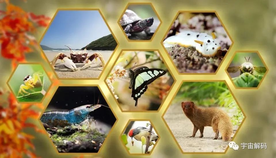 盘点几个违背生命规律的生物：你听说过，跳出三界的“太岁”吗？