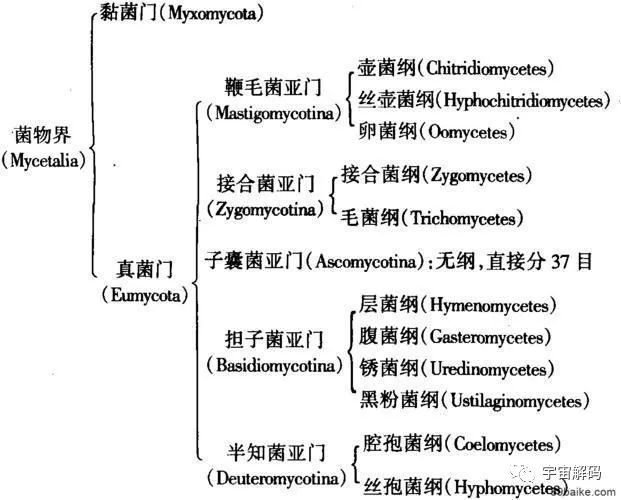 盘点几个违背生命规律的生物：你听说过，跳出三界的“太岁”吗？