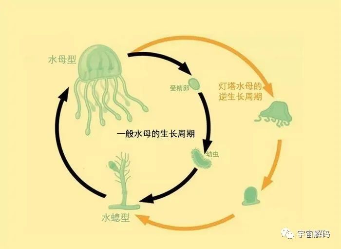 盘点几个违背生命规律的生物：你听说过，跳出三界的“太岁”吗？