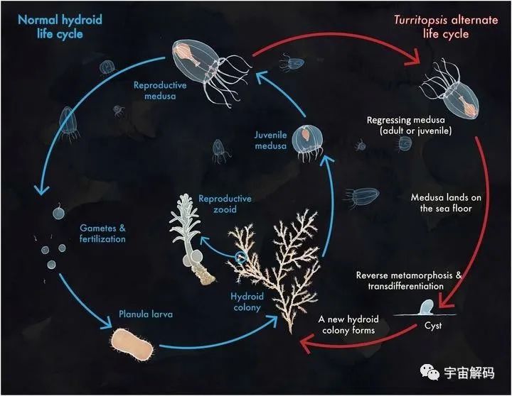 盘点几个违背生命规律的生物：你听说过，跳出三界的“太岁”吗？