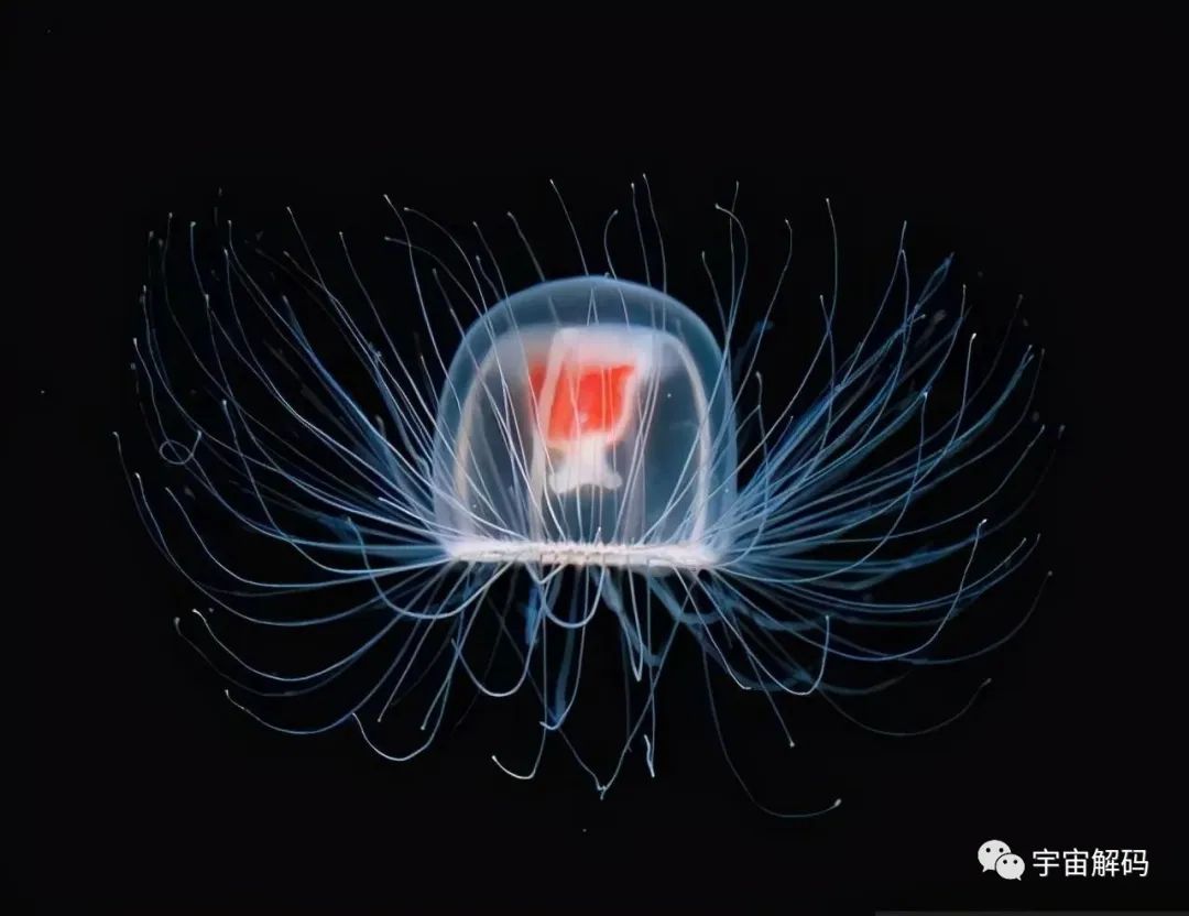 盘点几个违背生命规律的生物：你听说过，跳出三界的“太岁”吗？