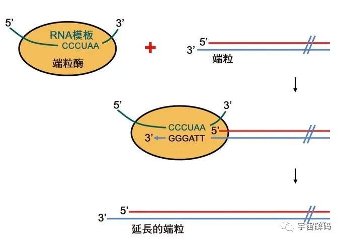 盘点几个违背生命规律的生物：你听说过，跳出三界的“太岁”吗？