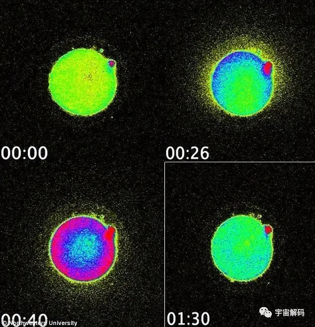 科学家拍到：人类卵子接受精子那一刻，会爆发出一阵巨大闪光