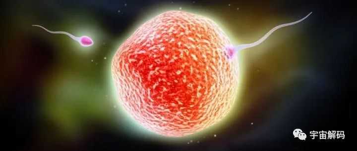 科学家拍到：人类卵子接受精子那一刻，会爆发出一阵巨大闪光