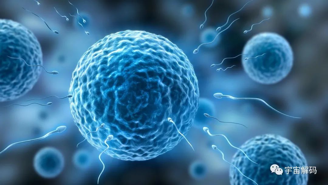 科学家拍到：人类卵子接受精子那一刻，会爆发出一阵巨大闪光