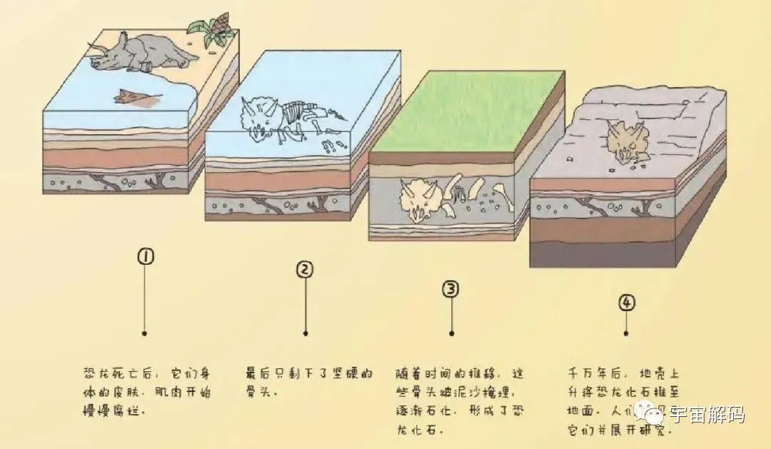许多恐龙最初的形象被搞错了，为何复原恐龙如此困难？
