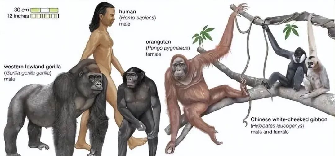 进化论有可能是错的吗？人类有没有可能是外星人的后代？