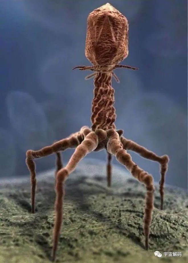 36幅罕见画面在显微镜下呈现，深度揭开科学之谜！