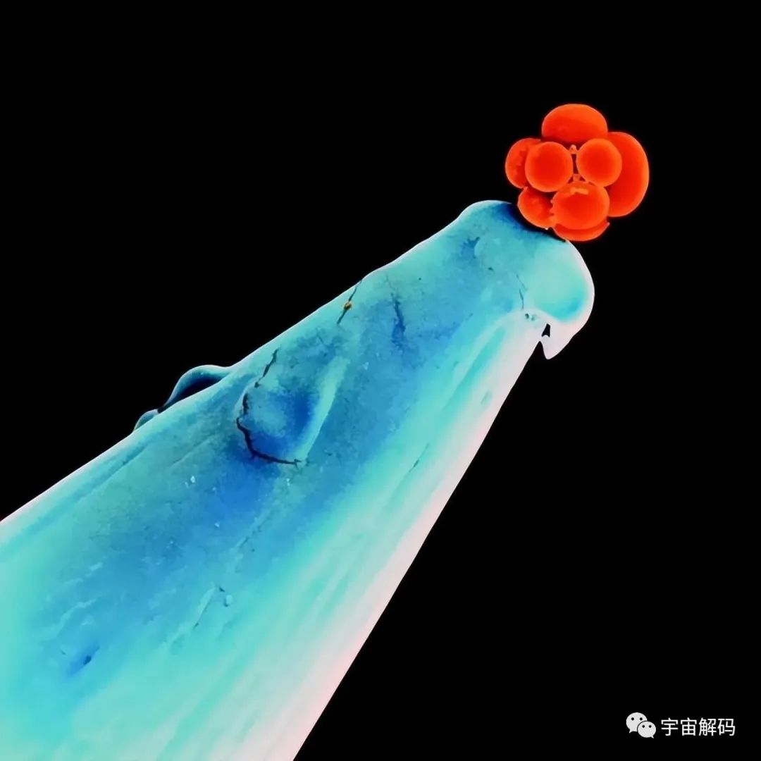 36幅罕见画面在显微镜下呈现，深度揭开科学之谜！