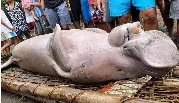几张细思极恐的照片：蜘蛛捕蛇黑吃黑