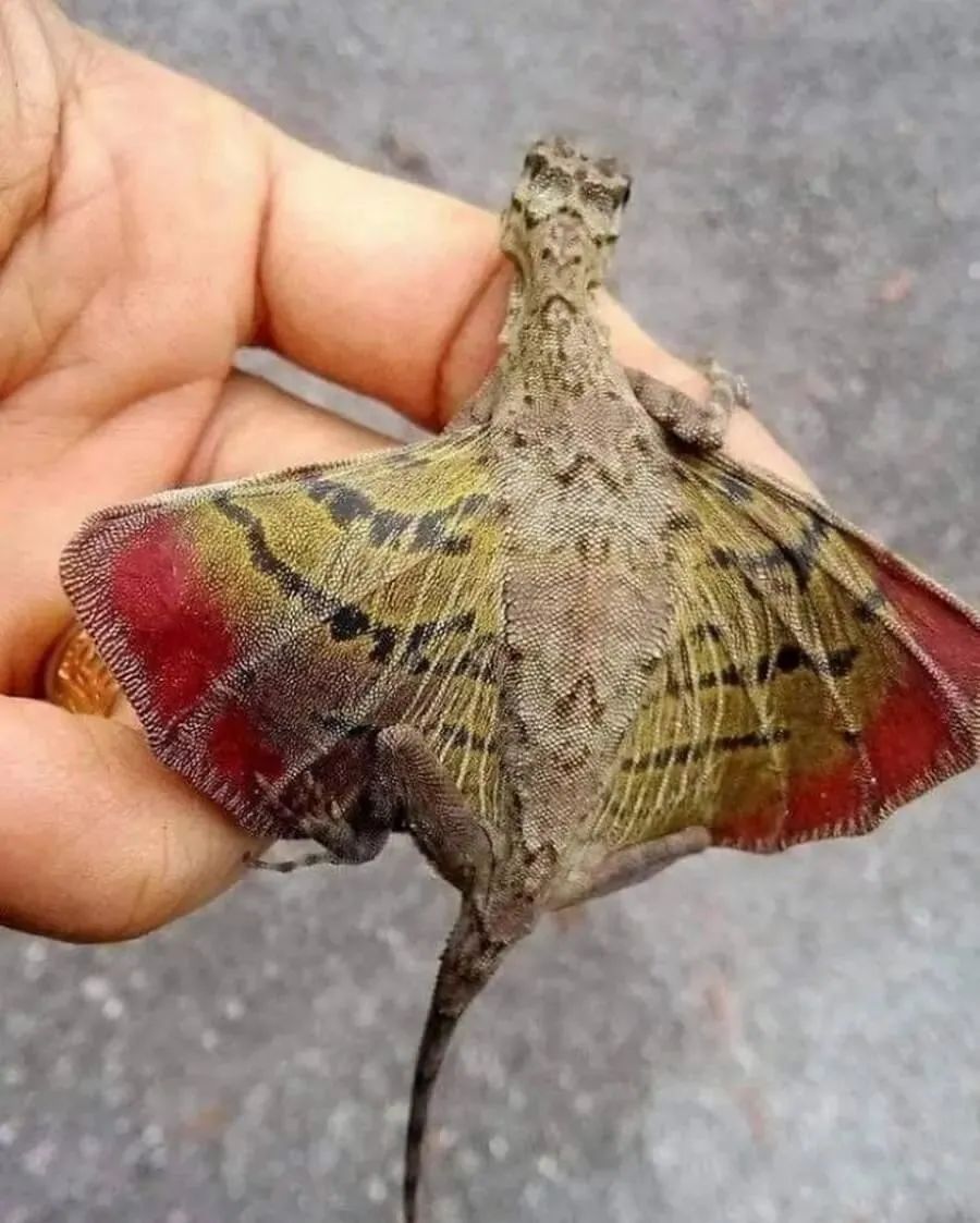 几张细思极恐的照片：蜘蛛捕蛇黑吃黑