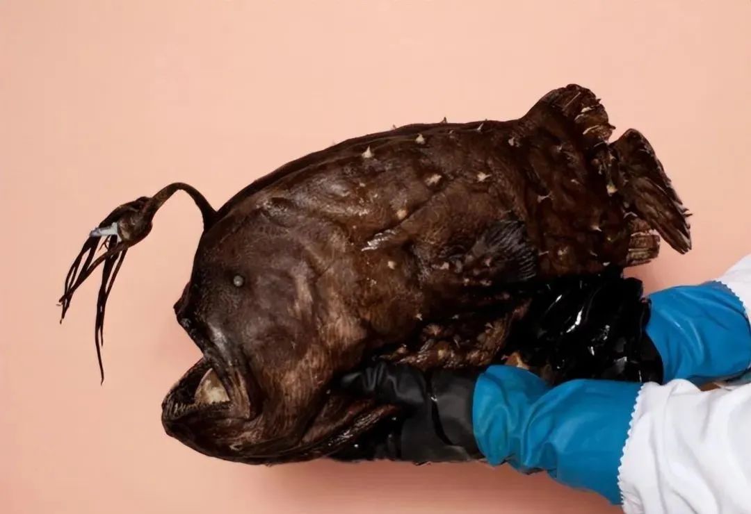 33张可怕生物照：蟾蜍的眼睛里藏着寄生虫