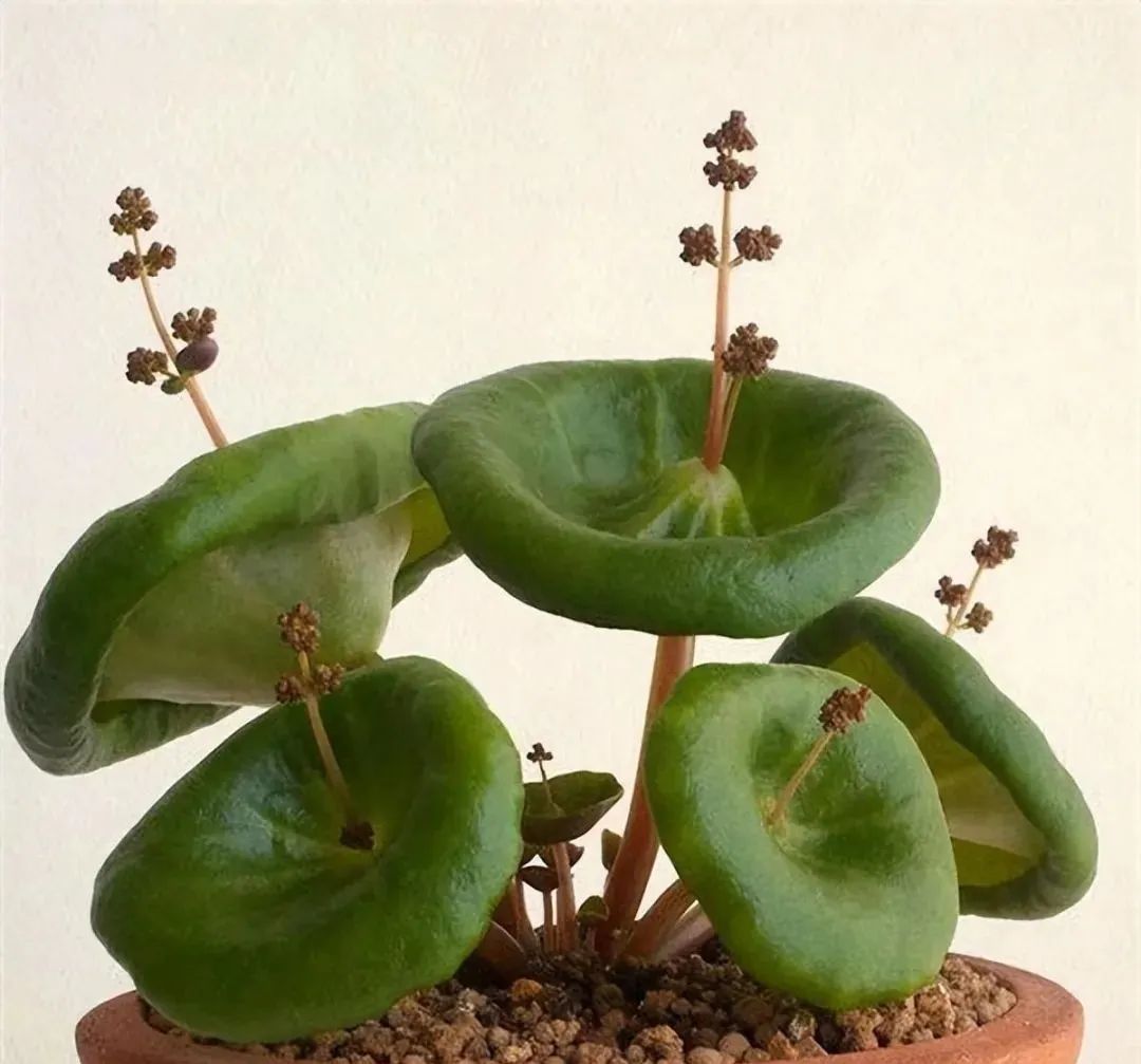 33张可怕生物照：蟾蜍的眼睛里藏着寄生虫