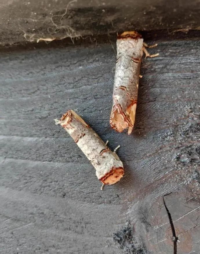 33张可怕生物照：蟾蜍的眼睛里藏着寄生虫