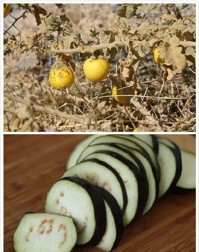 33张可怕生物照：蟾蜍的眼睛里藏着寄生虫