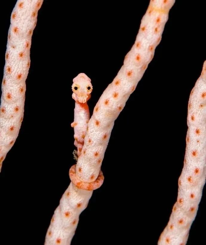 33张可怕生物照：蟾蜍的眼睛里藏着寄生虫