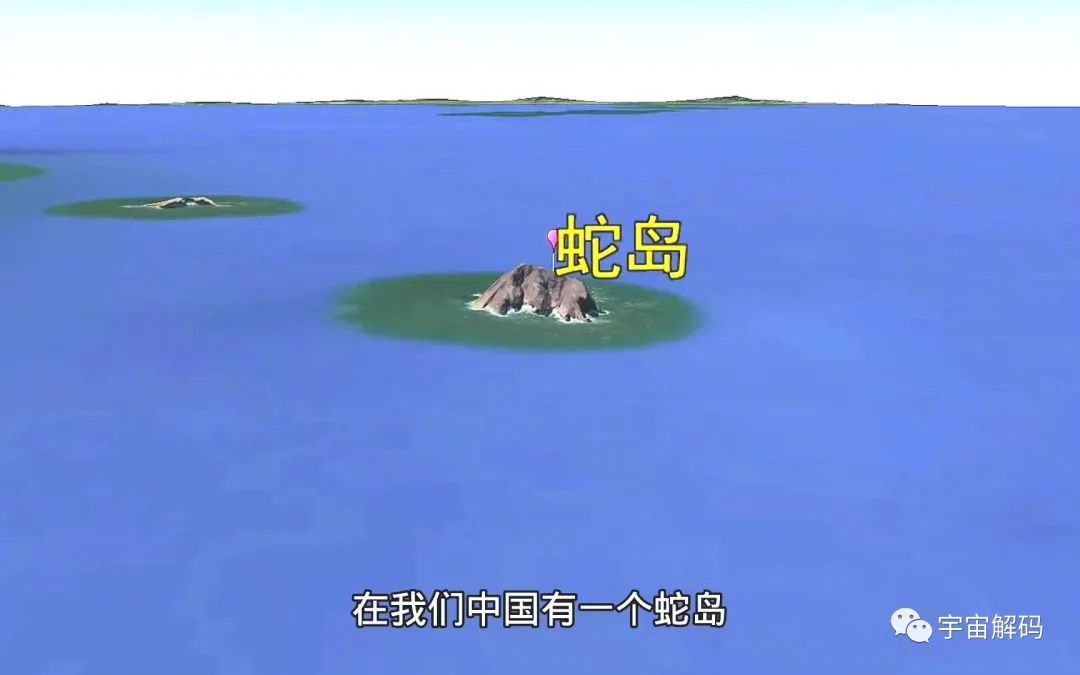 大连蛇岛疯狂“内卷”，一平方公里2万多条蛇