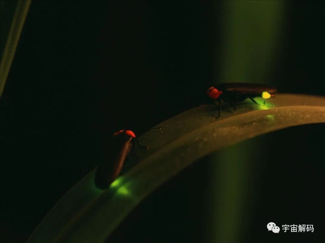 几十年前，总能看到漫山遍野的萤火虫，如今萤火虫好像绝迹了
