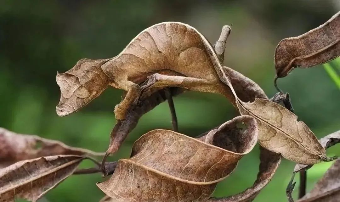 35张活久未见照：浑身长毛的蛇，眼睛长在嘴里的青蛙