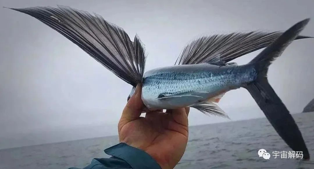 35张活久未见照：浑身长毛的蛇，眼睛长在嘴里的青蛙