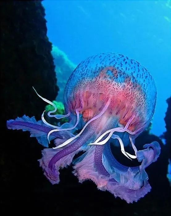 35张活久未见照：浑身长毛的蛇，眼睛长在嘴里的青蛙