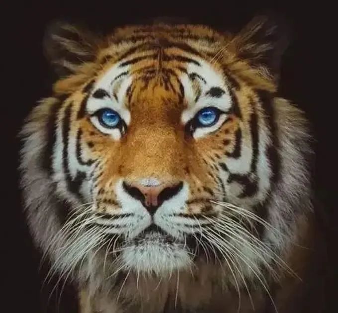 人类的体质并不强，为什么大部分猛兽还是怕我们？