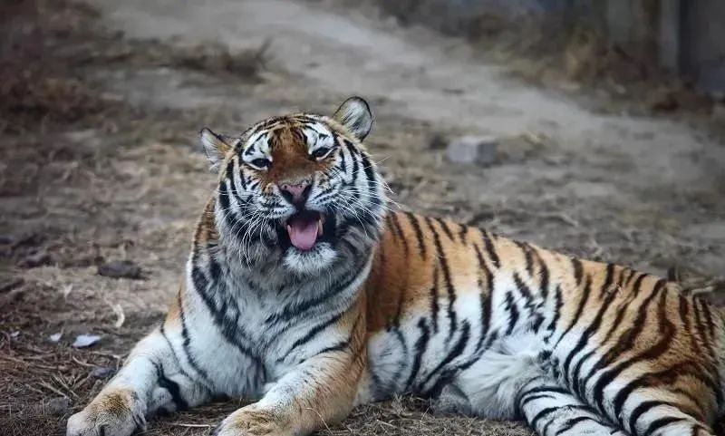 人类的体质并不强，为什么大部分猛兽还是怕我们？