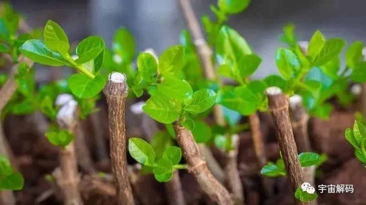 地球是“活的”？人类的诞生和环境的调节，或是它的刻意安排！