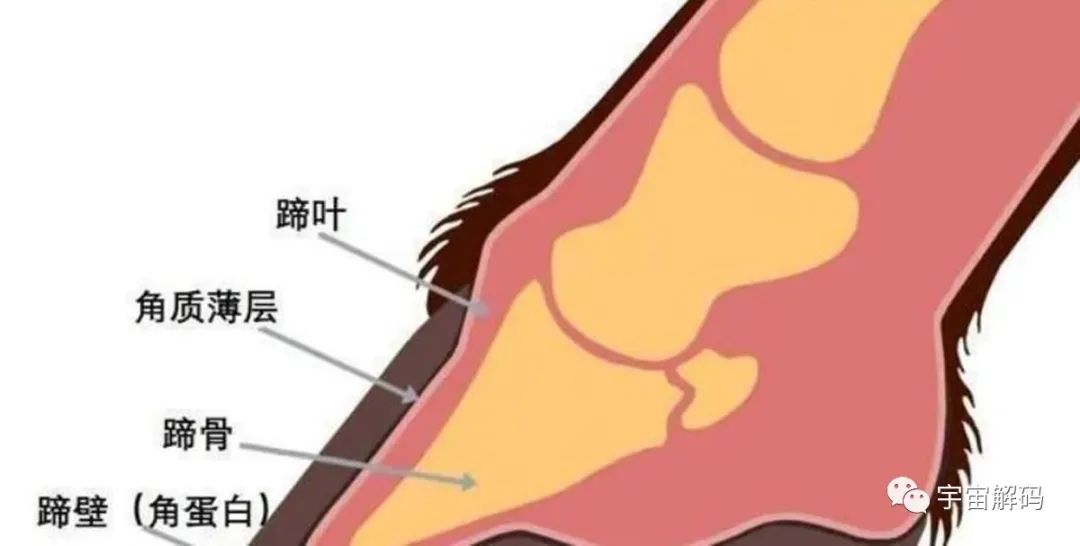 为什么马的腿断了必须死？