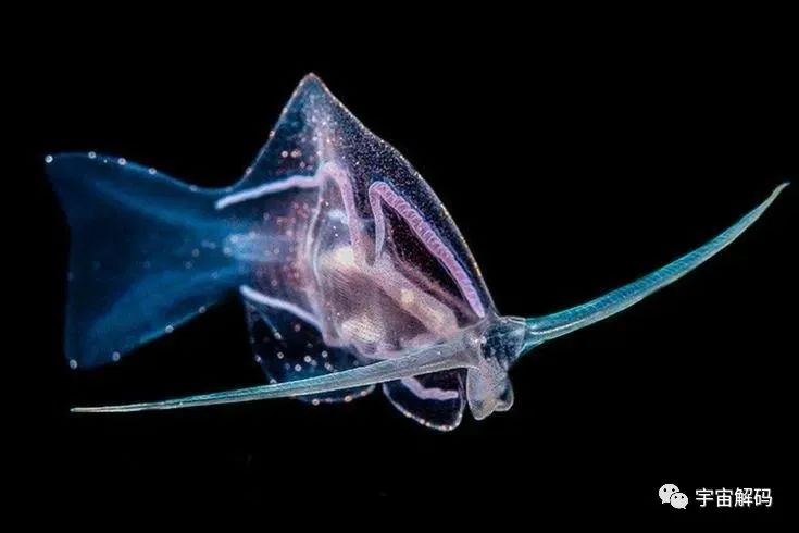 30张恐怖生物照：轮胎把蜱虫压成饼