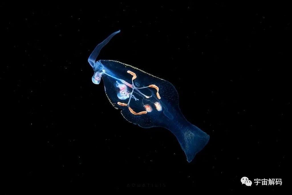 30张恐怖生物照：轮胎把蜱虫压成饼
