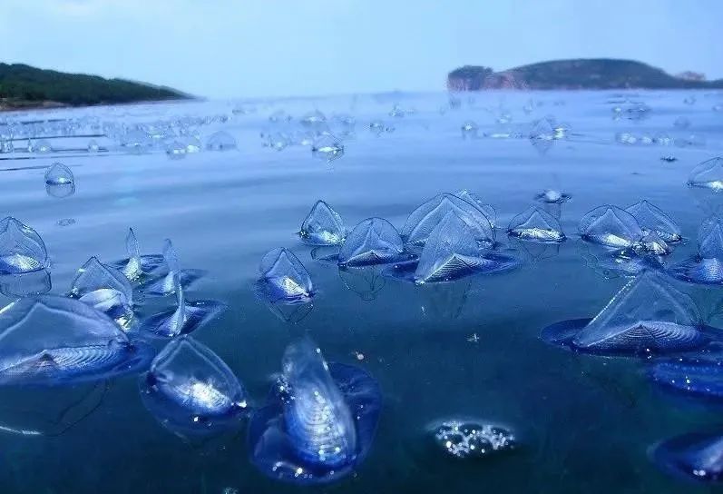 30张恐怖生物照：轮胎把蜱虫压成饼