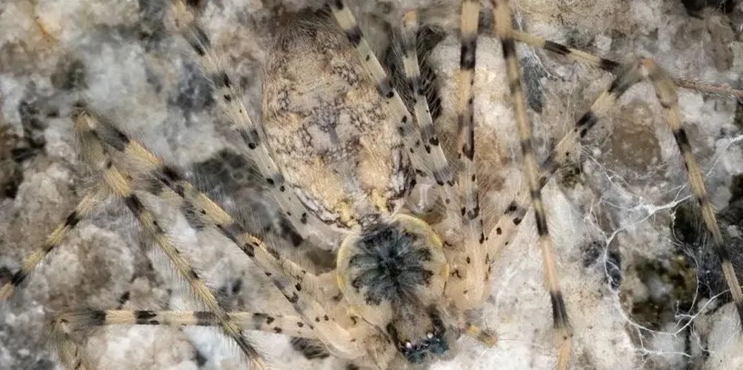 30张恐怖生物照：轮胎把蜱虫压成饼