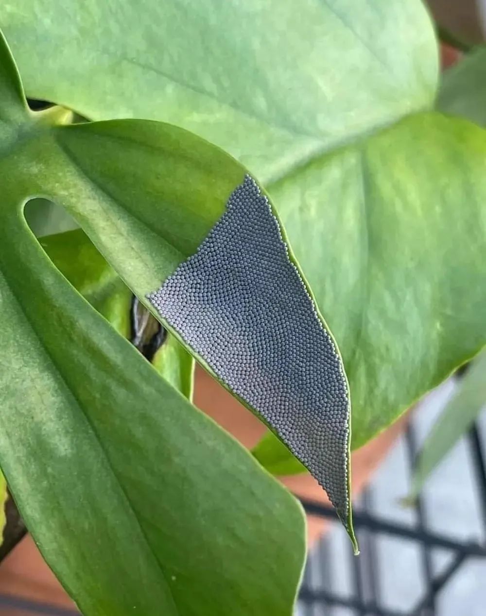 30张恐怖生物照：轮胎把蜱虫压成饼