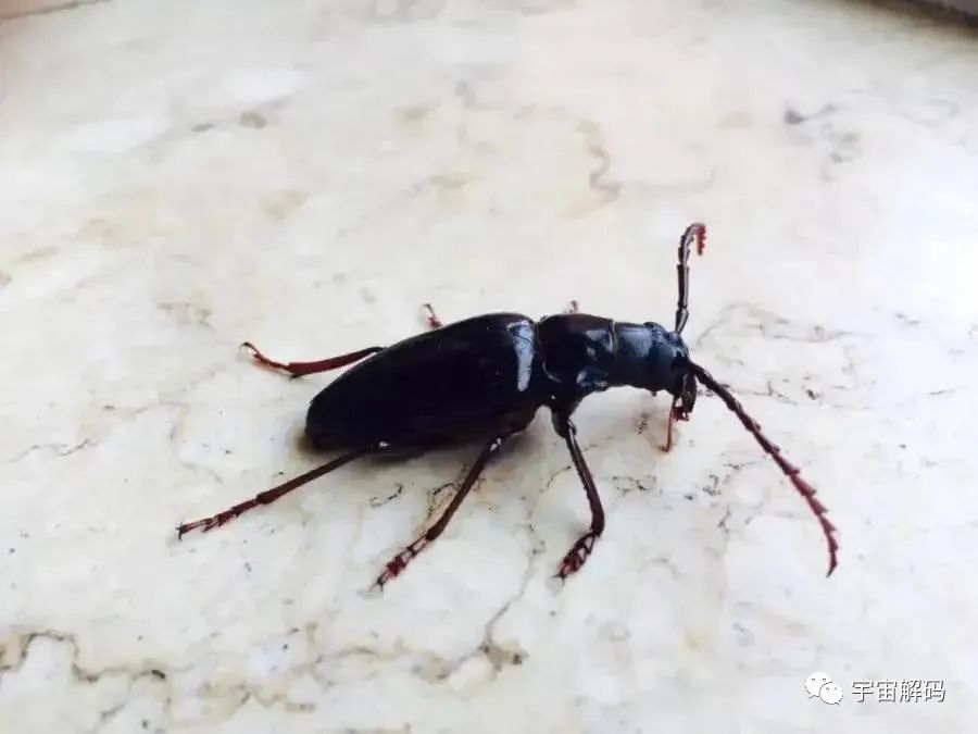 山春牛：消失的美味儿