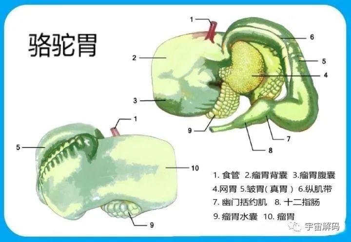 以蛇为食？阿拉伯人为何会给骆驼喂鲜活的毒蛇？