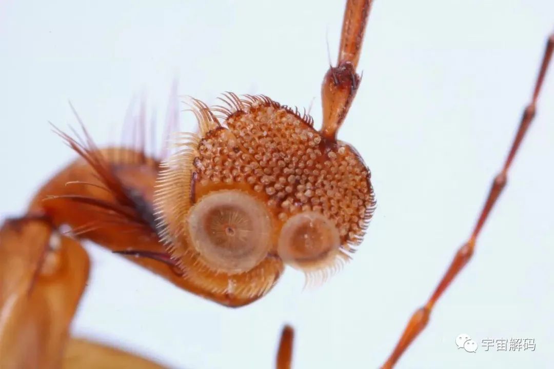 农村有种叫作水蟑螂的虫子，能飞会潜水，它是害虫还是益虫呢？
