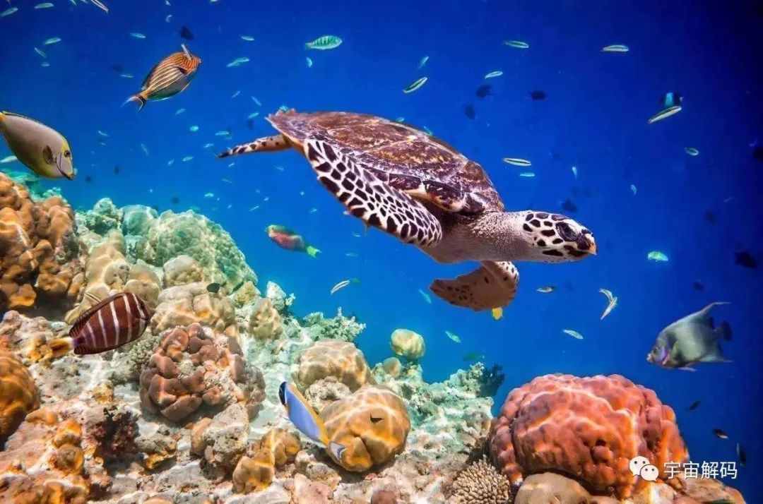 海洋动物也需要喝水，但海水很咸不能喝，那它们怎么喝到水？