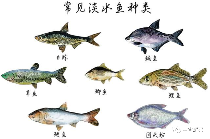 海洋动物也需要喝水，但海水很咸不能喝，那它们怎么喝到水？