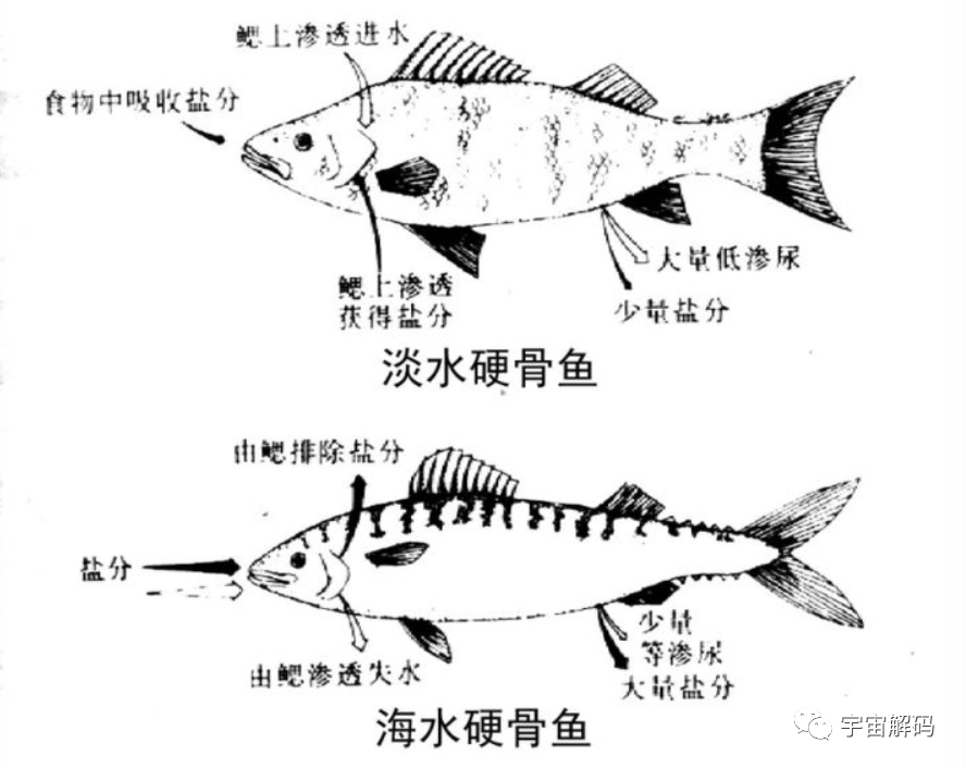 海洋动物也需要喝水，但海水很咸不能喝，那它们怎么喝到水？