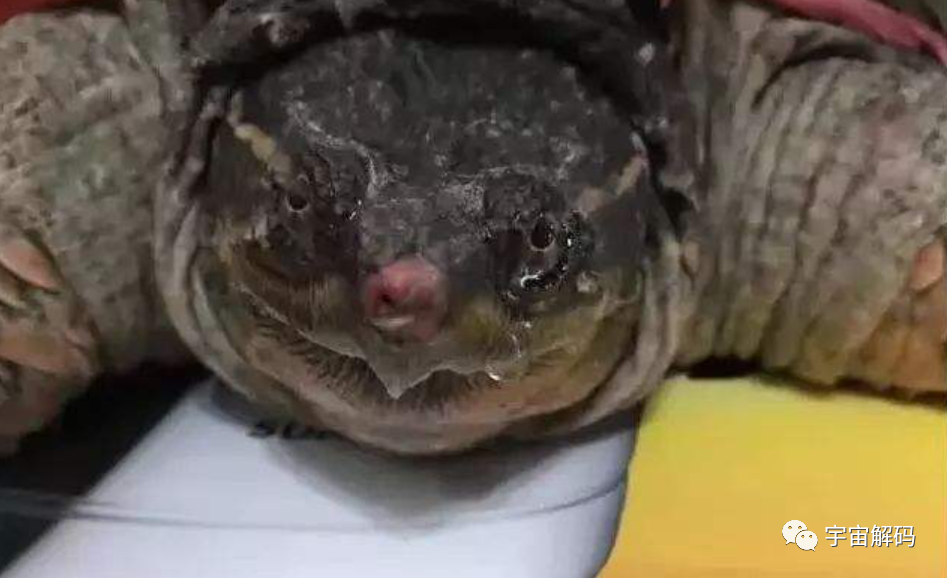 海洋动物也需要喝水，但海水很咸不能喝，那它们怎么喝到水？