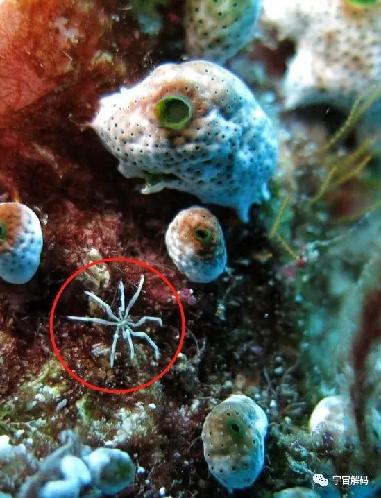 这种生物用五亿年证明一个道理：“只要足够废物，就没有天敌”