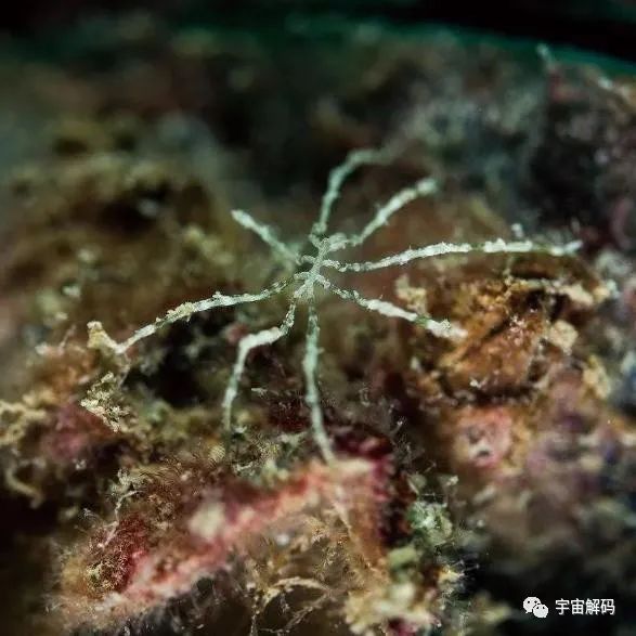 这种生物用五亿年证明一个道理：“只要足够废物，就没有天敌”