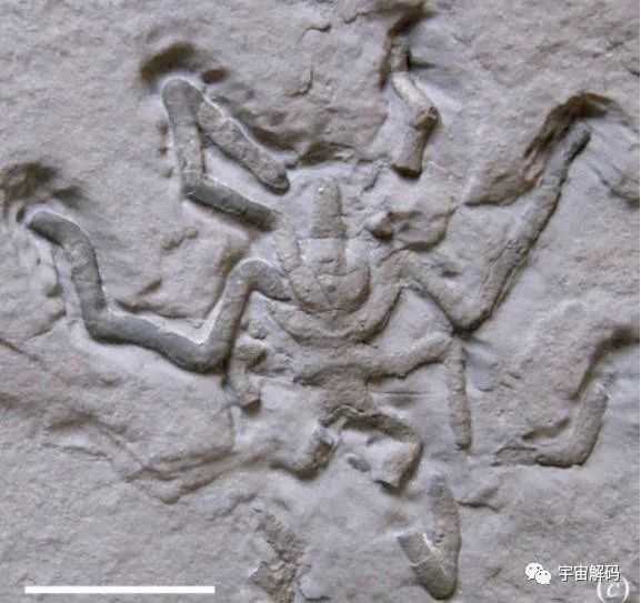 这种生物用五亿年证明一个道理：“只要足够废物，就没有天敌”