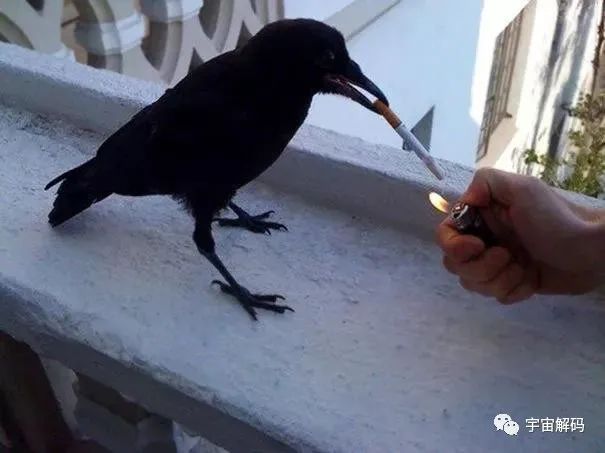 盘点世界上最胆大无畏的10种动物，个个都是狠角色