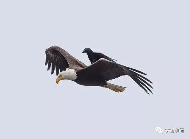 盘点世界上最胆大无畏的10种动物，个个都是狠角色