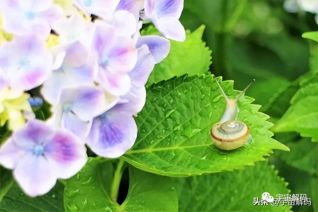 有性生殖、无性生殖、孤雌生殖、处女生殖有什么区别？