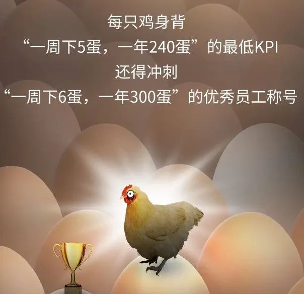 母鸡下蛋后为什么会咯咯叫，是因为屁股疼吗？