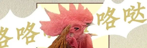 母鸡下蛋后为什么会咯咯叫，是因为屁股疼吗？
